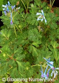 Corydalis flexuosa 'Golden Panda'